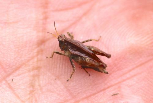 Tetrix sp.